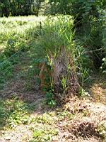 Touradon (Tourbieres de l'Herretang, Isere, France) 1 (Photo F. Mrugala)